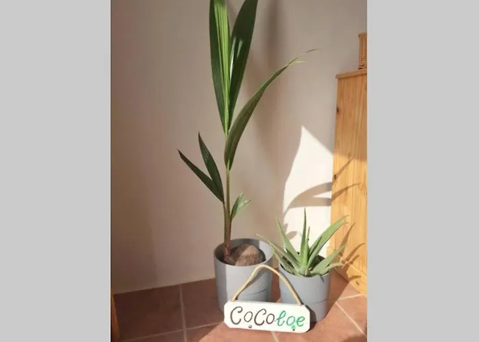 Casa Cocoloe Semesterbostad *