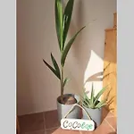 Casa Cocoloe 別荘 *